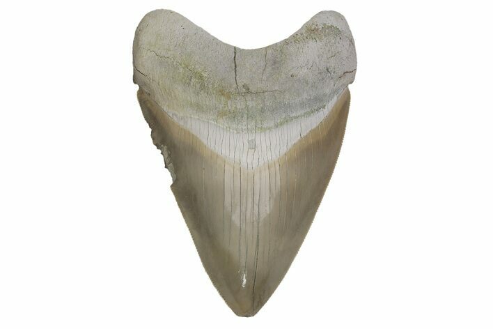Serrated, ” Fossil Megalodon Tooth - Aurora, North Carolina #205625